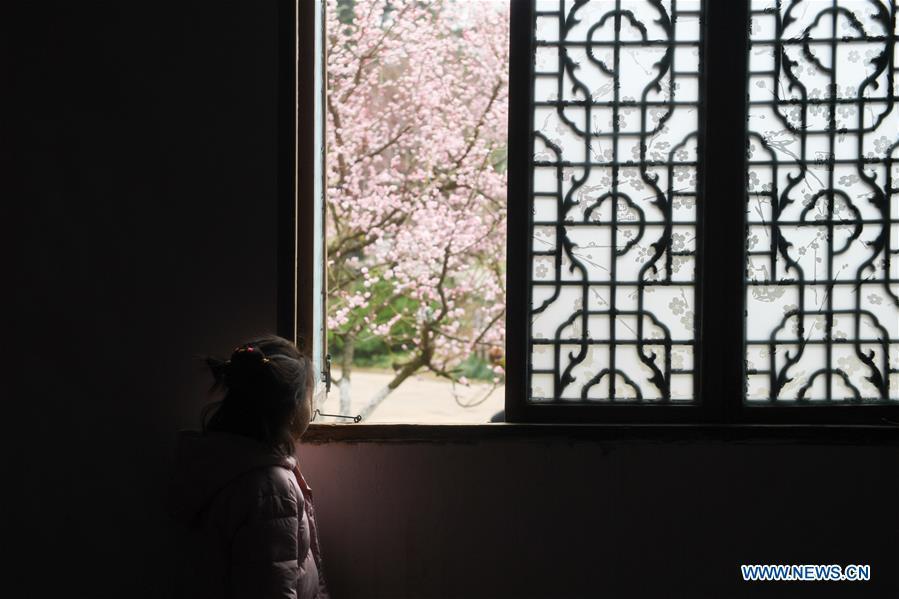 A child enjoys plum flowers at a botanical garden in Hefei, capital of east China\'s Anhui Province, Feb. 16, 2019. (Xinhua/Zhang Duan)