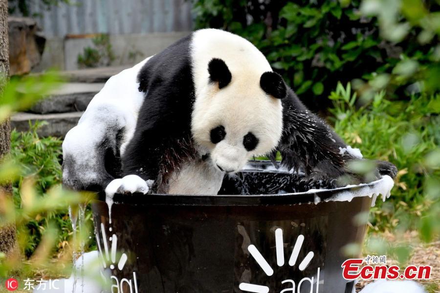 Giant panda Wang Wang plays with water at the Adelaide Zoo, Australia, Feb. 17, 2019. (Photo/IC)