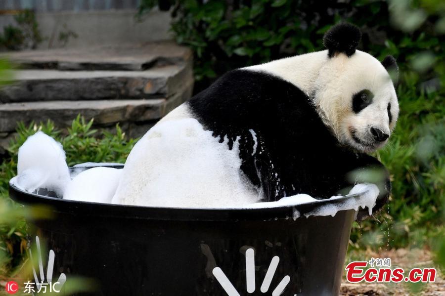 Giant panda Wang Wang plays with water at the Adelaide Zoo, Australia, Feb. 17, 2019. (Photo/IC)