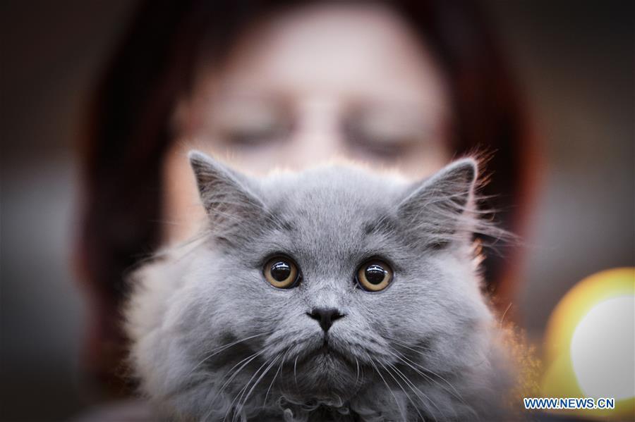 A cat is seen during a cat exhibition in Warsaw, Poland, on Feb. 17, 2019. (Xinhua/Jaap Arriens)