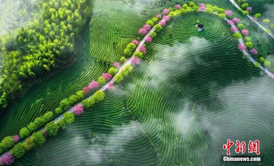 A view of cherry blossoms at a tea plantation in the Taiwan Farmers Business Park in Zhangping City, East China\'s Fujian Province. The park is an entrepreneurship hub for Taiwan farmers. The tea plantation covers an area of 66 hectares. (Photo: China News Service/Chen Xiurong)