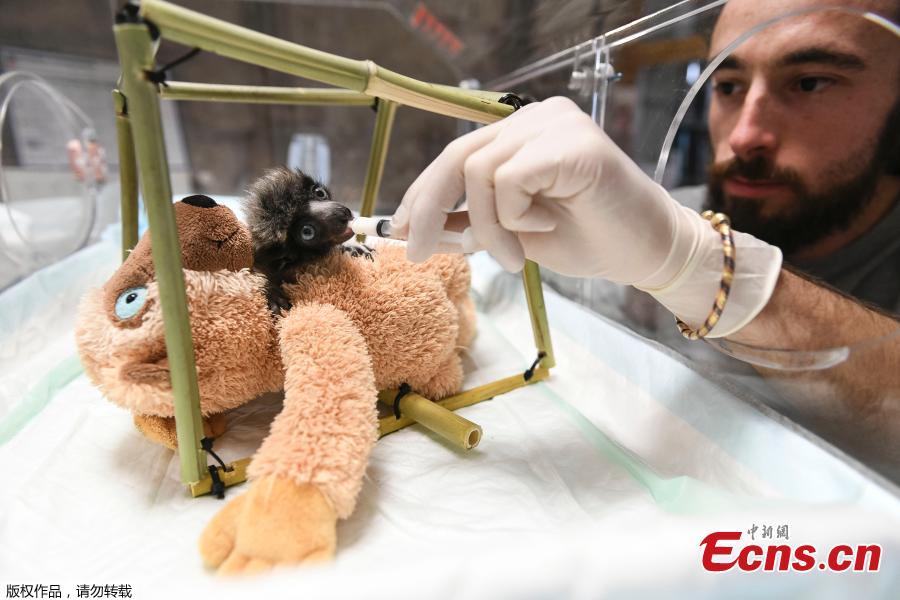 A veterinarian from the zoo of Besancon feeds \'Soa\', a female crowned sifaka, in Besancon, eastern France, Feb. 18, 2019. The crowned sifaka is a critically endangered species from Madagascar. There were only 6 females over 20 individuals living in 7 zoos worldwide end of 2018. (Photo/Agencies)