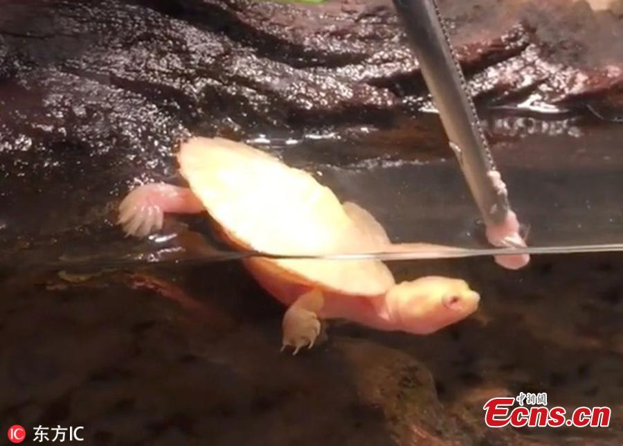 An adorable albino turtle, called Hope, has gone viral because its heart beats out of its chest. Hope lives with her owner Michael Aquilina in New Jersey, U.S. \