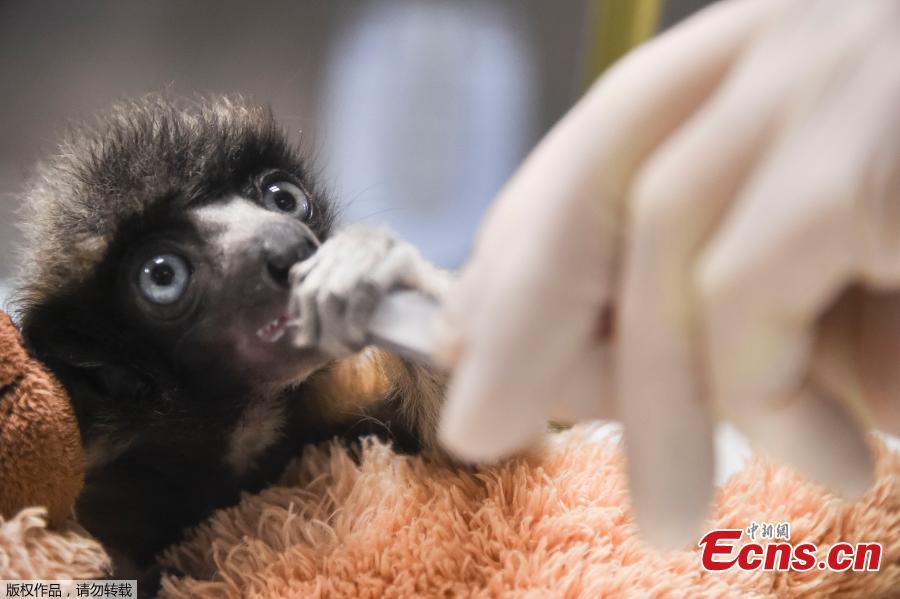 A veterinarian from the zoo of Besancon feeds \'Soa\', a female crowned sifaka, in Besancon, eastern France, Feb. 18, 2019. The crowned sifaka is a critically endangered species from Madagascar. There were only 6 females over 20 individuals living in 7 zoos worldwide end of 2018. (Photo/Agencies)
