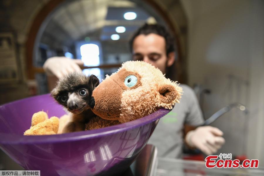 A veterinarian from the zoo of Besancon feeds \'Soa\', a female crowned sifaka, in Besancon, eastern France, Feb. 18, 2019. The crowned sifaka is a critically endangered species from Madagascar. There were only 6 females over 20 individuals living in 7 zoos worldwide end of 2018. (Photo/Agencies)