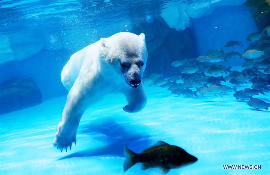 A polar bear catches fish at Haichang ocean park in east China\'s Shanghai, Feb. 19, 2019, on the occasion of the Chinese traditional Lantern Festival. Two polar bears named \