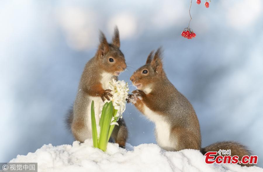 Geert Weggen, an award-winning photographer who specializes in clicking red squirrels in his back garden in Sweden, has released Valentine\'s Day themed creations. (Photo/VCG)