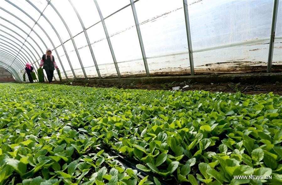 Farmers work at a greenhouse in Leizhai Village of Dangzhai Town in Ganzhou District of Zhangye, northwest China\'s Gansu Province, Feb. 22, 2019. (Xinhua/Wang Jiang)