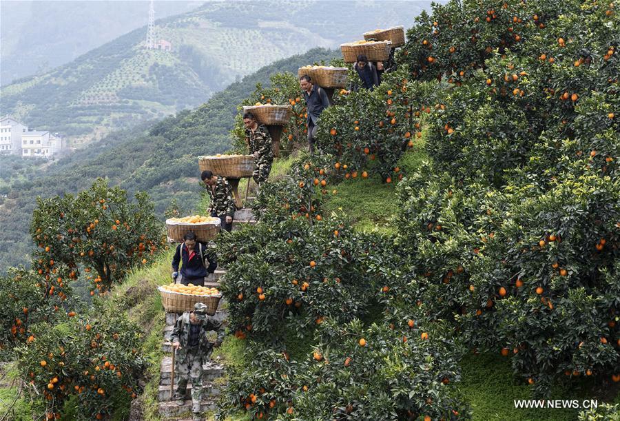 Villagers transport oranges in the field at Wangjialing Village of Guojiaba Township in Zigui County, central China\'s Hubei Province, Feb. 22, 2019. (Xinhua/Zheng Jiayu)