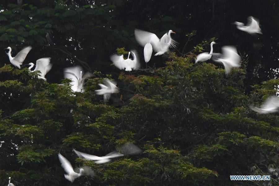 Egrets fly over trees at Bihu ecological park in Zhangzhou, southeast China\'s Fujian Province, Feb. 21, 2019. (Xinhua/Jiang Kehong)