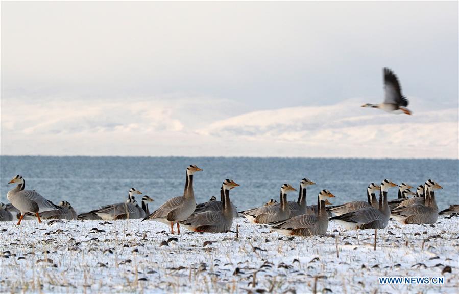 Bar-headed geese rest on an island on Qinghai Lake in northwest China\'s Qinghai Province, April 15, 2016. China\'s largest inland saltwater lake saw its water level rise 0.48 meters in 2018 as a result of increased rainfall, the local meteorological center said. Qinghai Lake, situated in northwest China\'s Qinghai Province, has been expanding since 2005. The water level rose to 3,195.41 meters at the end of last year, according to the Qinghai hydrology and water resources investigation bureau. Experts said the rising level of the lake could help increase the area\'s humidity and temperature, which contributes to the improvement of the region\'s wildlife habitat and ecosystem. (Xinhua/Xing Zhi)