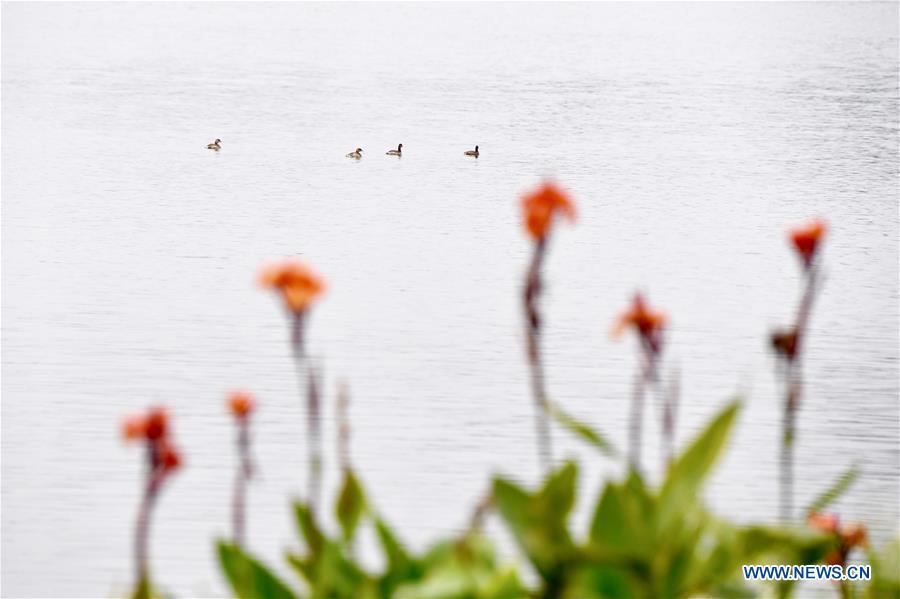 Waterfowl cruise on a lake at Bihu ecological park in Zhangzhou, southeast China\'s Fujian Province, Feb. 21, 2019. (Xinhua/Jiang Kehong)