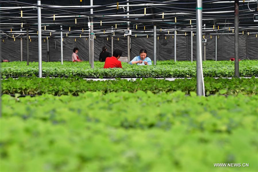 Villagers work at a cucumber seedling base in Xiaomazhuang Township of Luanzhou City, north China\'s Hebei Province, Feb. 22, 2019. (Xinhua/Dong Jun)