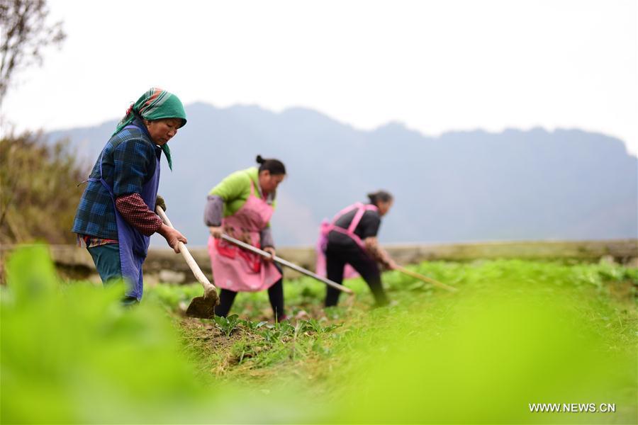 Villagers work at a vegetable planting base in Yegai Village of Paidiao Township, Danzhai County of Qiandongnan Miao and Dong Autonomous Prefecture, southwest China\'s Guizhou Province, Feb. 22, 2019. (Xinhua/Yang Wukui)
