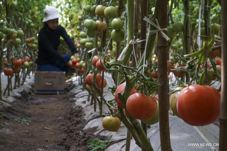 A farmer picks tomatoes at a greenhouse in Wuzhuangzi Village of Puzidian Township in Zunhua City, north China\'s Hebei Province, Feb. 22, 2019. (Xinhua/Liu Mancang)
