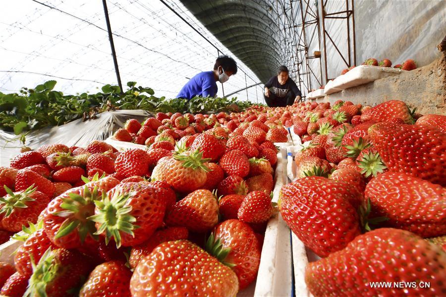 A villager packages strawberries at a cooperative in Xishaijiatuo Village of Xiaomazhuang Township in Luanzhou City, north China\'s Hebei Province, Feb. 22, 2019. (Xinhua/Dong Jun)
