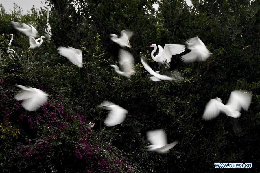 Egrets fly over trees at Bihu ecological park in Zhangzhou, southeast China\'s Fujian Province, Feb. 21, 2019. (Xinhua/Jiang Kehong)