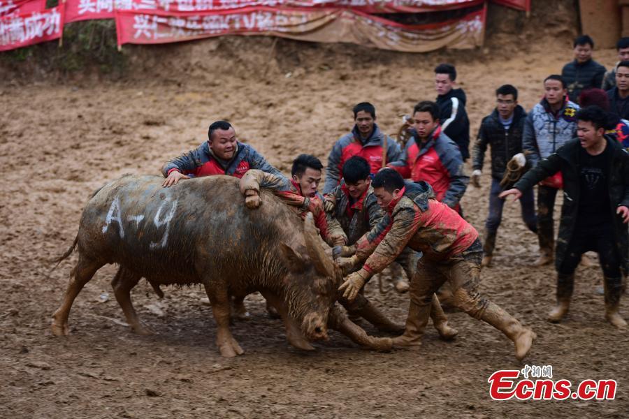 Spectators watch a buffalo fight during a competition in Xingren Village, Danzhai County, Southwest China\'s Guizhou Province, Feb. 23, 2019. The annual buffalo battle has become a big draw to tourists. (Photo: China News Service/Yang Wukui)