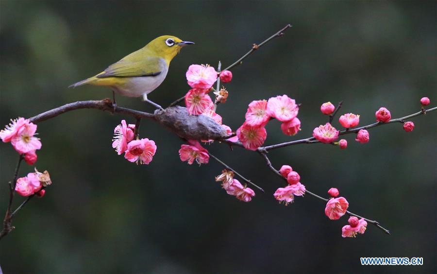 A bird rests on plum blossom branch in Wuxing Village of Hengyang, central China\'s Hunan Province, Feb. 22, 2019. (Xinhua/Cao Zhengping)