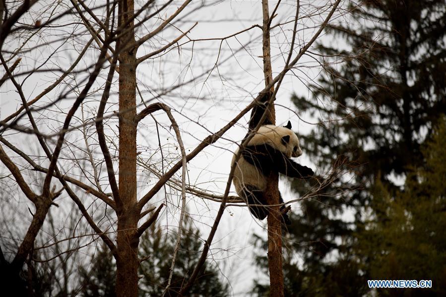 Bei Bei, a three-year-old giant panda, plays in the David M. Rubenstein Family Giant Panda Habitat at the Smithsonian\'s National Zoo in Washington D.C., the United States, on Feb. 23, 2019. The Smithsonian\'s National Zoo in Washington D.C. held a housewarming event inside the giant panda house on Saturday to celebrate the completion of a new visitor exhibit. (Xinhua/Ting Shen)