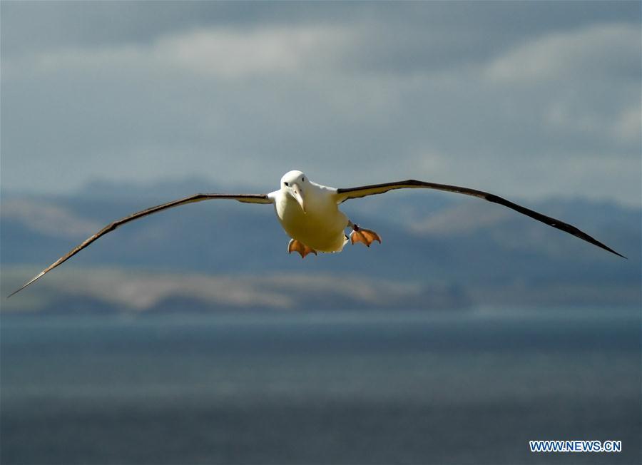 A Northern Royal albatross flies at the Royal Albatross Centre in Taiaroa Head, Dunedin, New Zealand, on Feb. 24, 2019. Every year over 40 pairs of Northern Royal albatrosses nest and breed at the world\'s only mainland breeding colony at Taiaroa Head. By January this year, a total of 29 albatross chicks have hatched in the recent breeding season starting from September last year. (Xinhua/Guo Lei)