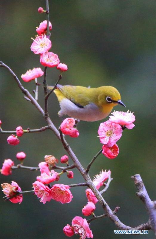 A bird rests on plum blossom branch in Wuxing Village of Hengyang, central China\'s Hunan Province, Feb. 22, 2019. (Xinhua/Cao Zhengping)