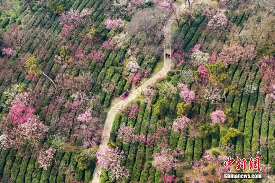 An aerial view of the plum blossom in Nanjing, East China\'s Jiangsu Province, Feb 24, 2019. (Photo: China News Service/Yang Bo)