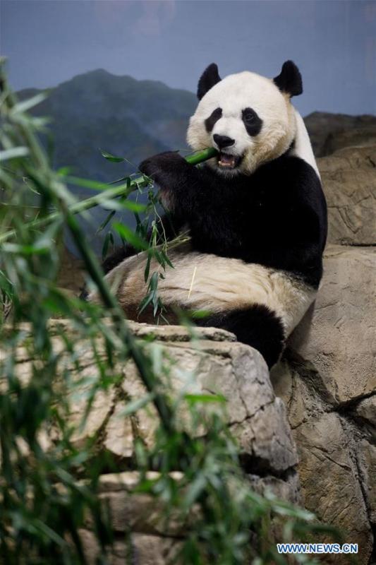 Giant Panda Mei Xiang eats treats in the giant panda house at the Smithsonian\'s National Zoo in Washington D.C., the United States, on Feb. 23, 2019. The Smithsonian\'s National Zoo in Washington D.C. held a housewarming event inside the giant panda house on Saturday to celebrate the completion of a new visitor exhibit. (Xinhua/Ting Shen)