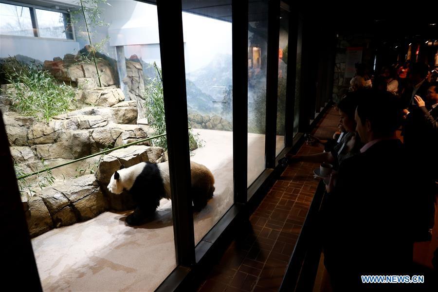Giant Panda Mei Xiang plays in the giant panda house at the Smithsonian\'s National Zoo in Washington D.C., the United States, on Feb. 23, 2019. The Smithsonian\'s National Zoo in Washington D.C. held a housewarming event inside the giant panda house on Saturday to celebrate the completion of a new visitor exhibit. (Xinhua/Ting Shen)