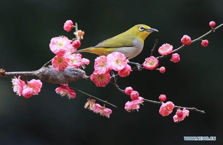 A bird rests on plum blossom branch in Wuxing Village of Hengyang, central China\'s Hunan Province, Feb. 22, 2019. (Xinhua/Cao Zhengping)
