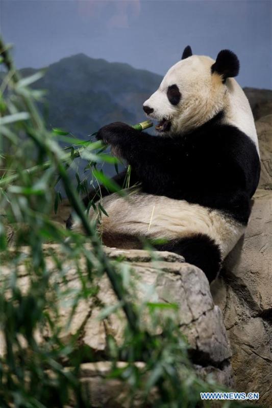 Giant Panda Mei Xiang eats treats in the giant panda house at the Smithsonian\'s National Zoo in Washington D.C., the United States, on Feb. 23, 2019. The Smithsonian\'s National Zoo in Washington D.C. held a housewarming event inside the giant panda house on Saturday to celebrate the completion of a new visitor exhibit. (Xinhua/Ting Shen)