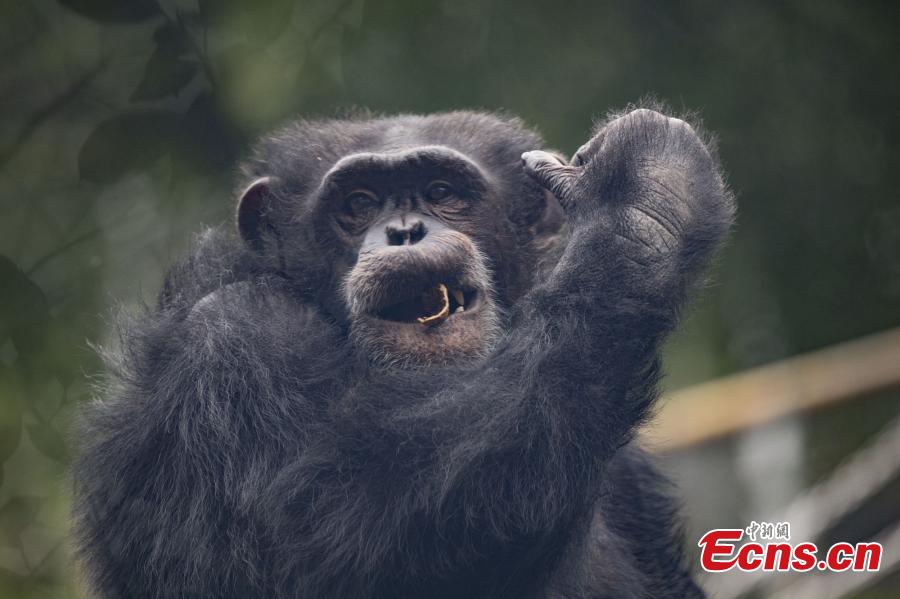 A 17-year-old chimpanzee performs stunts including a back flip and a headstand at the Locajoy Wildlife Park in Chongqing. (Photo: China News Service/Wang Chengjie)