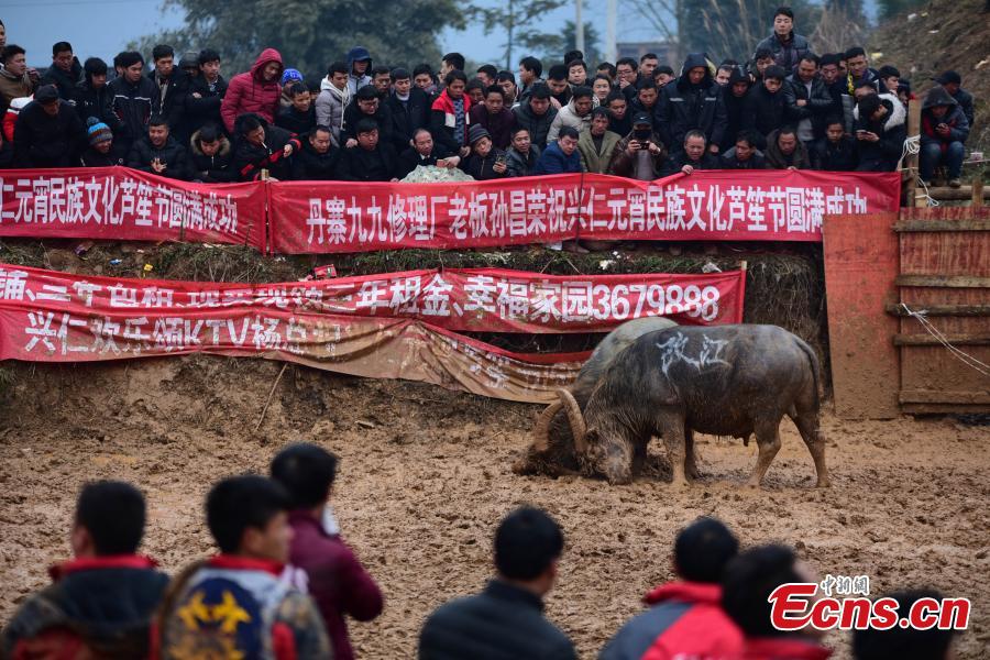 Spectators watch a buffalo fight during a competition in Xingren Village, Danzhai County, Southwest China\'s Guizhou Province, Feb. 23, 2019. The annual buffalo battle has become a big draw to tourists. (Photo: China News Service/Yang Wukui)
