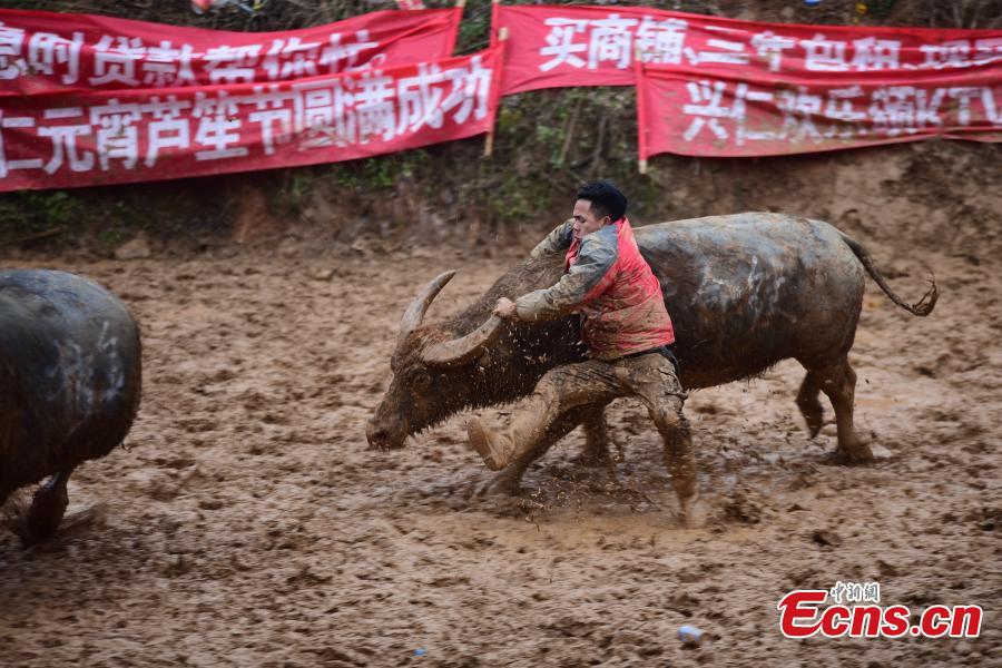 Spectators watch a buffalo fight during a competition in Xingren Village, Danzhai County, Southwest China\'s Guizhou Province, Feb. 23, 2019. The annual buffalo battle has become a big draw to tourists. (Photo: China News Service/Yang Wukui)