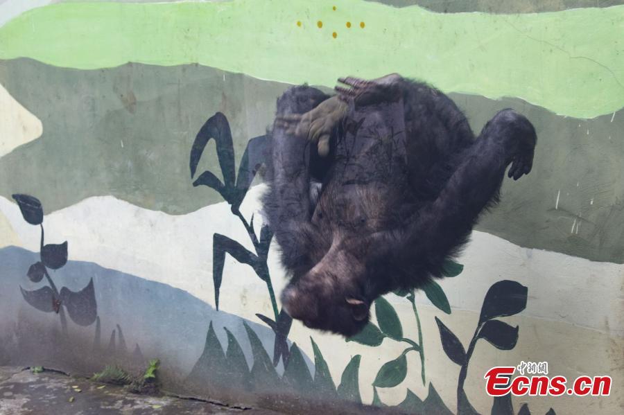 A 17-year-old chimpanzee performs stunts including a back flip and a headstand at the Locajoy Wildlife Park in Chongqing. (Photo: China News Service/Wang Chengjie)