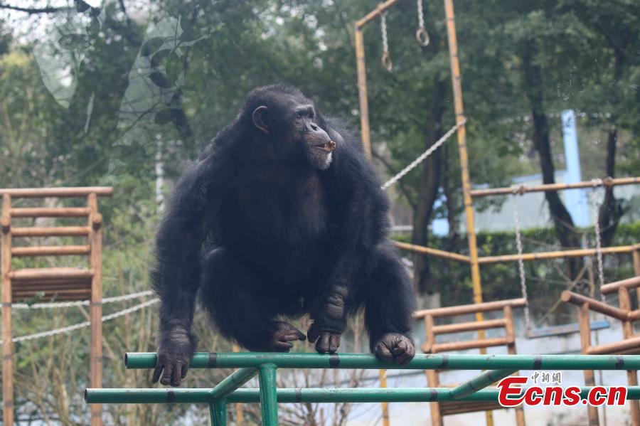A 17-year-old chimpanzee performs stunts including a back flip and a headstand at the Locajoy Wildlife Park in Chongqing. (Photo: China News Service/Wang Chengjie)