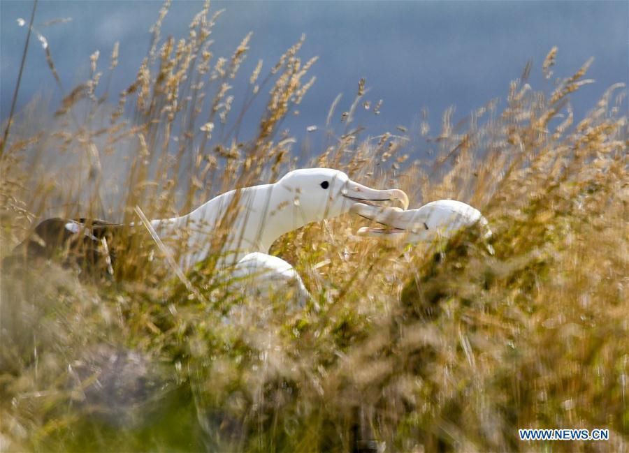 Northern Royal albatrosses are seen at the Royal Albatross Centre in Taiaroa Head, Dunedin, New Zealand, on Feb. 24, 2019. Every year over 40 pairs of Northern Royal albatrosses nest and breed at the world\'s only mainland breeding colony at Taiaroa Head. By January this year, a total of 29 albatross chicks have hatched in the recent breeding season starting from September last year. (Xinhua/Guo Lei)