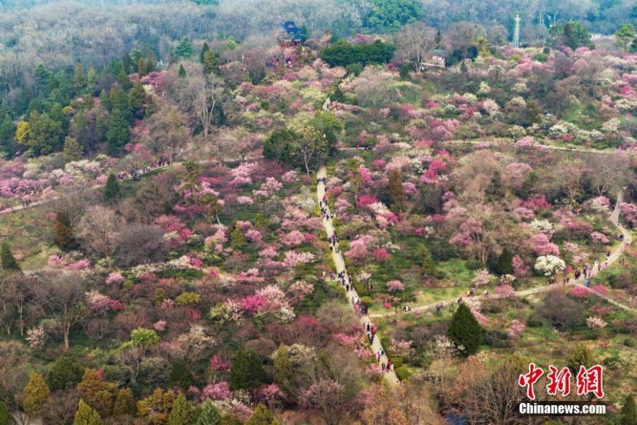 An aerial view of the plum blossom in Nanjing, East China\'s Jiangsu Province, Feb 24, 2019. (Photo: China News Service/Yang Bo)