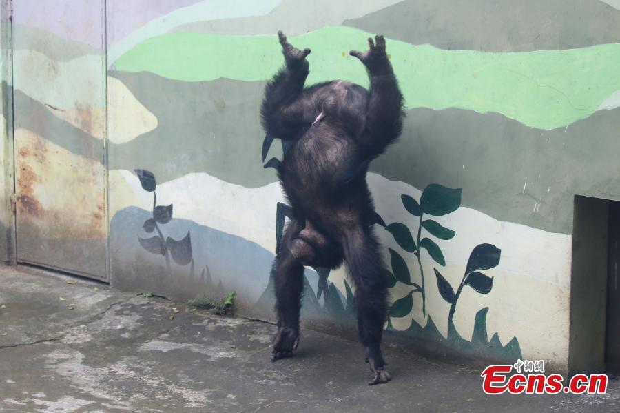 A 17-year-old chimpanzee performs stunts including a back flip and a headstand at the Locajoy Wildlife Park in Chongqing. (Photo: China News Service/Wang Chengjie)