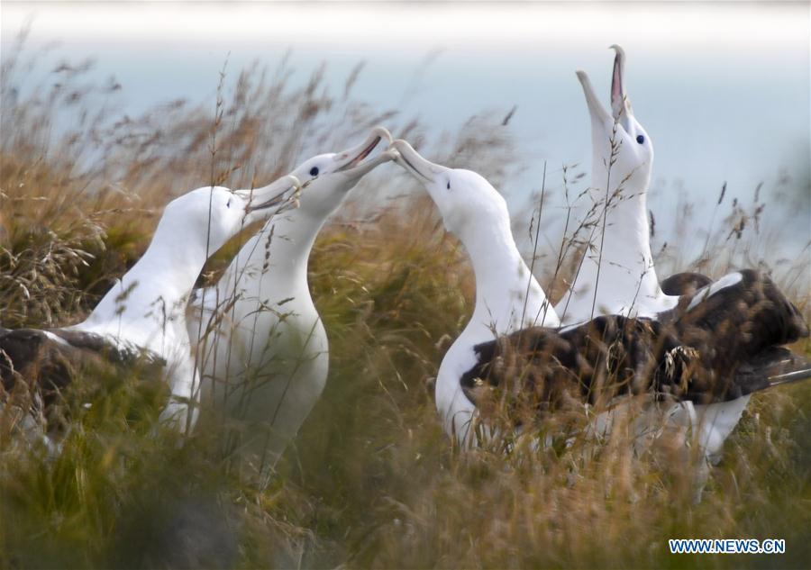 Northern Royal albatrosses are seen at the Royal Albatross Centre in Taiaroa Head, Dunedin, New Zealand, on Feb. 24, 2019. Every year over 40 pairs of Northern Royal albatrosses nest and breed at the world\'s only mainland breeding colony at Taiaroa Head. By January this year, a total of 29 albatross chicks have hatched in the recent breeding season starting from September last year. (Xinhua/Guo Lei)