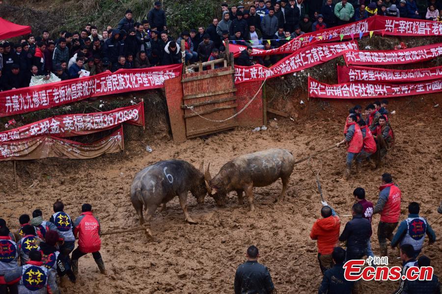 Spectators watch a buffalo fight during a competition in Xingren Village, Danzhai County, Southwest China\'s Guizhou Province, Feb. 23, 2019. The annual buffalo battle has become a big draw to tourists. (Photo: China News Service/Yang Wukui)