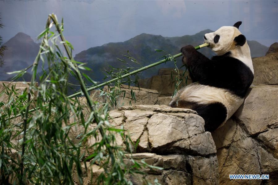 Giant Panda Mei Xiang eats treats in the giant panda house at the Smithsonian\'s National Zoo in Washington D.C., the United States, on Feb. 23, 2019. The Smithsonian\'s National Zoo in Washington D.C. held a housewarming event inside the giant panda house on Saturday to celebrate the completion of a new visitor exhibit. (Xinhua/Ting Shen)