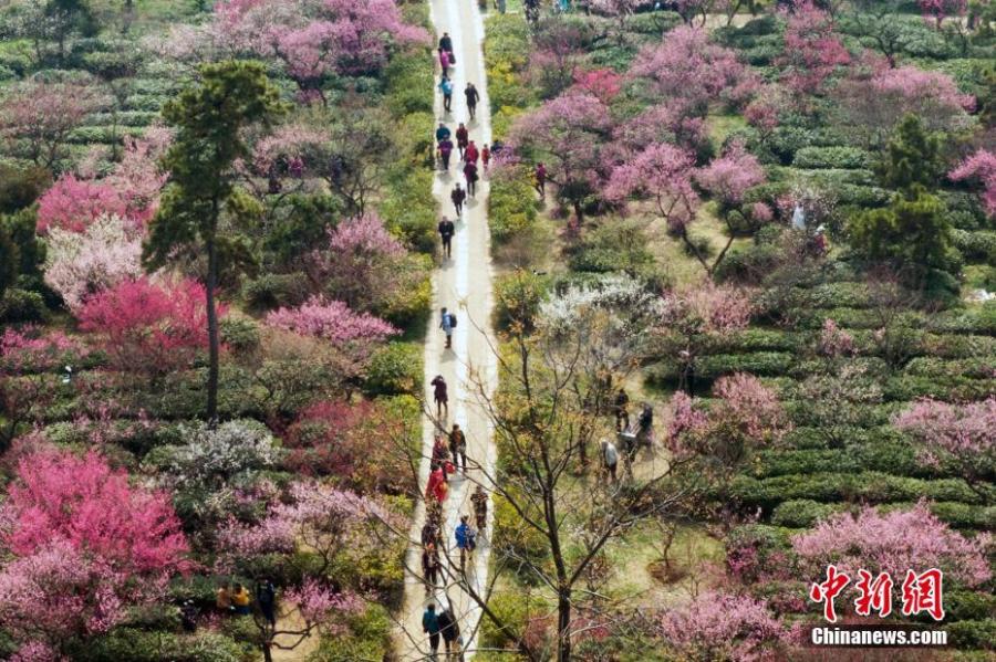Sightseers take photos of the blooming plum flowers in Nanjing, East China\'s Jiangsu Province, Feb. 24, 2019.  (Photo: China News Service/Yang Bo)