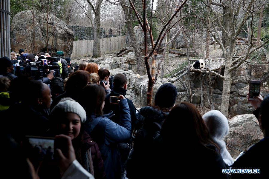 Visitors watch a giant panda in the giant panda house at the Smithsonian\'s National Zoo in Washington D.C., the United States, on Feb. 23, 2019. The Smithsonian\'s National Zoo in Washington D.C. held a housewarming event inside the giant panda house on Saturday to celebrate the completion of a new visitor exhibit. (Xinhua/Ting Shen)