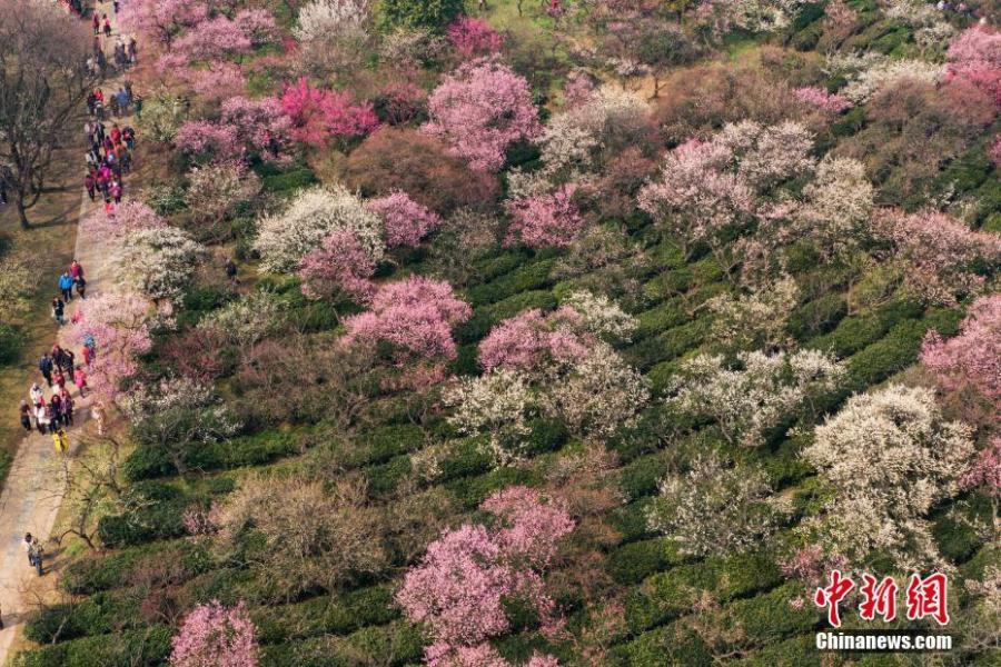 An aerial view of the plum blossom in Nanjing, East China\'s Jiangsu Province, Feb 24, 2019. (Photo: China News Service/Yang Bo)