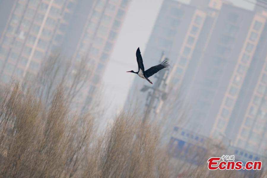 A black stork at a wetland park in Taiyuan City, North China\'s Shanxi Province, Feb. 25, 2019. The black stork is under first-class state animal protection in China. (Photo: China News Service/Wei Liang)