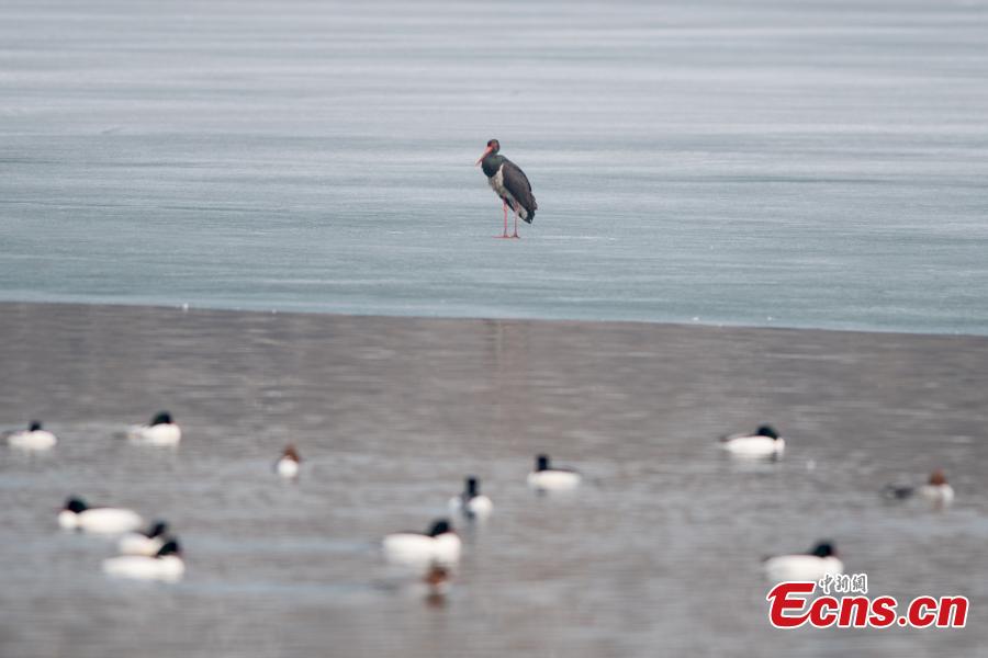 Black storks are seen at a wetland park in Taiyuan City, North China\'s Shanxi Province, Feb. 25, 2019. The black stork is under first-class state animal protection in China. (Photo: China News Service/Wei Liang)