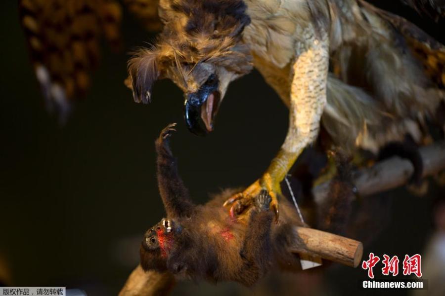 Pieces rescued from the ashes of last year\'s fire at the National Museum are displayed at the Bank of Brazil Cultural Center in Rio de Janeiro, Brazil, Feb. 25, 2019. The exhibit is titled \