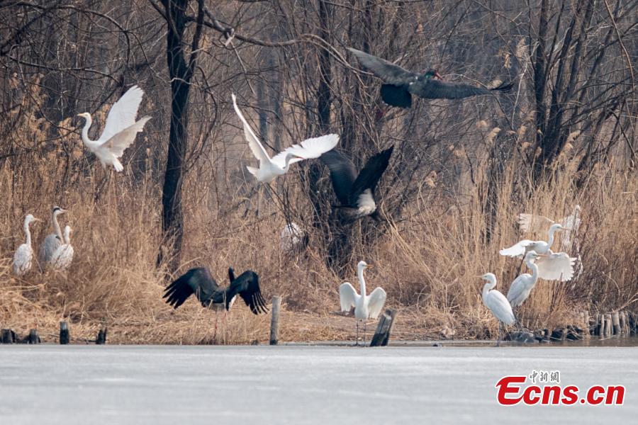 Black storks are seen at a wetland park in Taiyuan City, North China\'s Shanxi Province, Feb. 25, 2019. The black stork is under first-class state animal protection in China. (Photo: China News Service/Wei Liang)