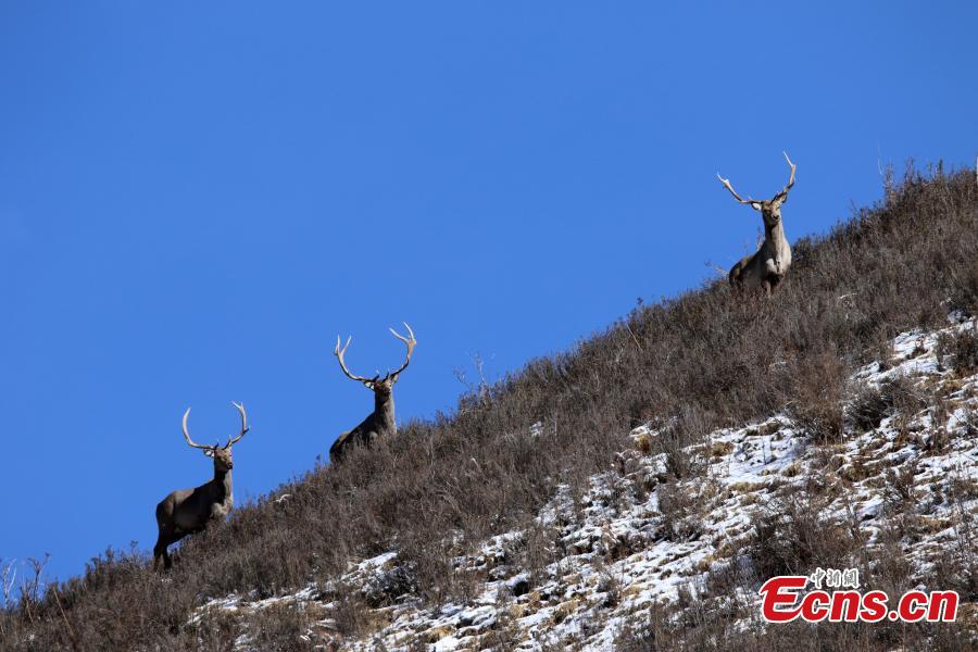 Photo taken by Naobu Zhandou, a photographer from Qinghai Province, showed a herd of white-lipped deer, Cervus albirostris, in the province\'s Batang Township. The endangered species of deer is endemic to China, found in grassland, shrubland, and forest at elevations of 3,500 to 5,100 meters in the eastern Tibetan Plateau. (Photo: China News Service/Naobu Zhandou)